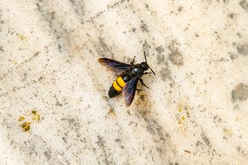Abeja o Bee en la ciudad de Atenas, en el pais de Grecia