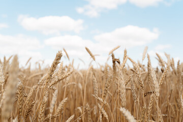 Wheat field and blue sky with clouds.
