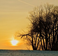Bäume im Winter bei Sonnenuntergang.