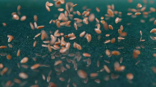 SLOW MOTION, MACRO, DOF: Reddish brown flaxseeds fall down and bounce around the shiny dining table. Cinematic shot of a handful of flax seeds gets scattered across a polished kitchen countertop.