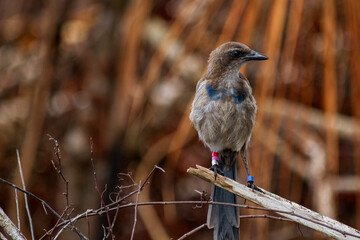 Florida scrub jay perched on a palm frond