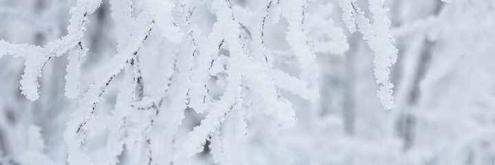 Snow and rime ice on the branches of bushes. Beautiful winter background with trees covered with hoarfrost. Plants in the park are covered with hoar frost. Cold snowy weather. Cool frosting texture.