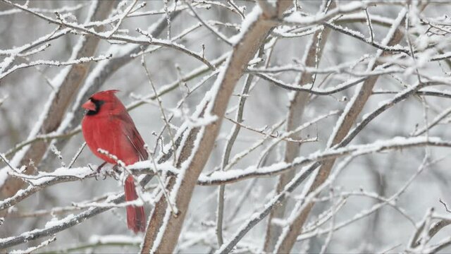 Cardinal on Branch in Winter