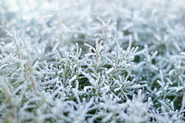Hoar frost on plants at a cold winter day. Weather conditions in winter. Close-up, selective focus.
