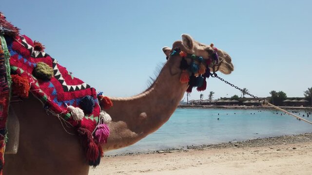 Tourist camel walking on the beach of Egypt