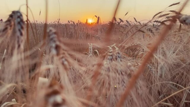 ears of wheat on the field during sunset. agriculture wheat harvest agribusiness concept. walking in a large wheat field. lifestyle large harvest of wheat in summer on the field landscape
