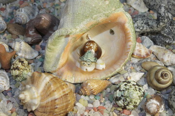 a turtle made of small shells sits in a large shell and stones of different breeds and shapes around