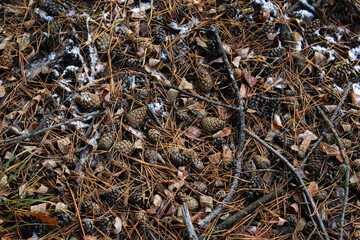 You can even find beauty under your feet, and with the arrival of winter it is even easier.