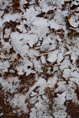 You can even find beauty under your feet, and with the arrival of winter it is even easier.