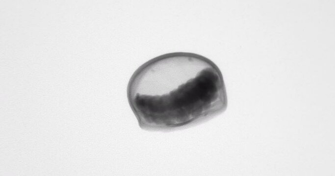 Mexican jumping bean X-Ray revealing larva inside.