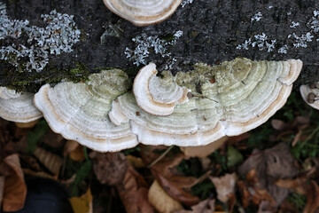 Cerrena unicolor, known as mossy maze polypore, wild fungus from Finland