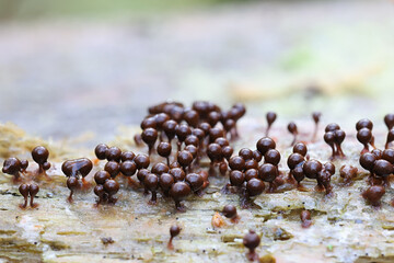 Trichia decipiens, a slime mold of the family Trichiaceae, no common English name