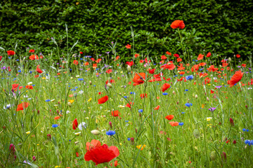 Wildblumenwiese im Sommer