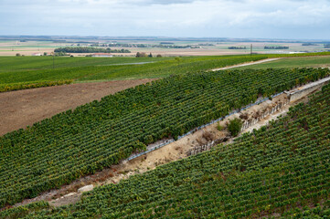 Landscape with green grand cru vineyards near Epernay, region Champagne, France in rainy day. Cultivation of white chardonnay wine grape on chalky soils of Cote des Blancs.