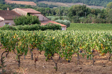 Rows of ripe wine grapes plants on vineyards in Cotes  de Provence near Collobrieres , region Provence, south of France