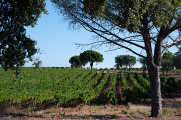Rows of ripe syrah wine grapes plants on vineyards in Cotes  de Provence, region Provence, south of...