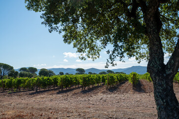 Rows of ripe syrah wine grapes plants on vineyards in Cotes  de Provence, region Provence, south of France