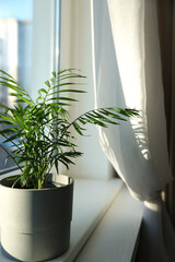 Beautiful houseplant on window sill indoors. Interior element