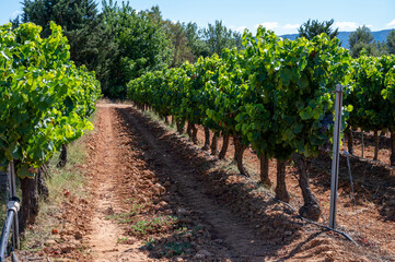 Fototapeta na wymiar Vineyards of AOC Luberon mountains near Apt with old grapes trunks growing on red clay soil, red or rose wine grape