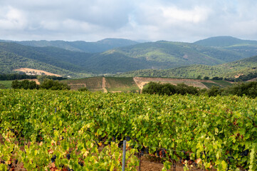 Rows of ripe wine grapes plants on vineyards in Cotes  de Provence near Collobrieres , region...