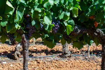 Vineyards of AOC Luberon mountains near Apt with old grapes trunks growing on red clay soil, red or rose wine grape