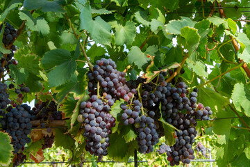Ripe black or blue carignan wine grapes using for making rose or red wine ready to harvest on...