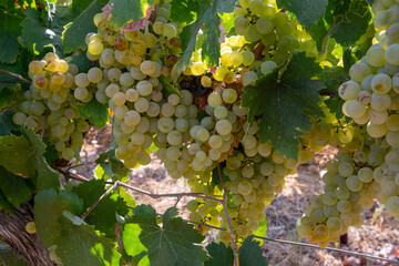 Ripe white wine grapes using for making rose or white wine ready to harvest on vineyards in Cotes ...