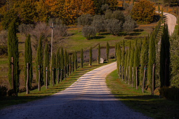 Typical view in Tuscany with cypress trees and beautiful country estates - travel photography