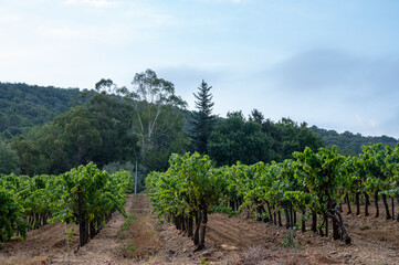 Fototapeta premium Rows of ripe wine grapes plants on vineyards in Cotes de Provence near Collobrieres , region Provence, south of France