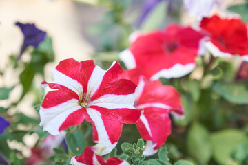 Beautiful garden petunia flowers, red striped in nature close-up macro. Space for copying. An airy artistic image. High quality photo