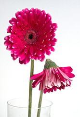 Pink Gerberas of Asteraceae family in transparent vase on white background
