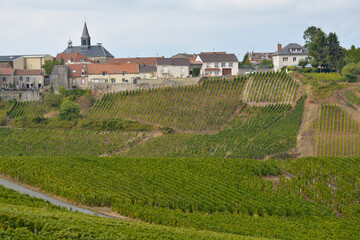 Fototapeta na wymiar Landscape with green grand cru vineyards near Cramant, region Champagne, France in rainy day. Cultivation of white chardonnay wine grape on chalky soils of Cote des Blancs.