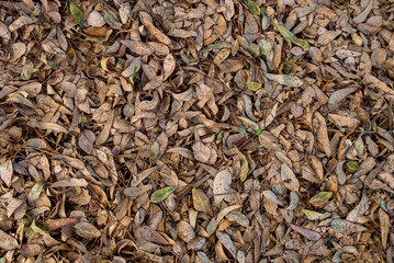 Hojas secas de invierno y otoño en el suelo