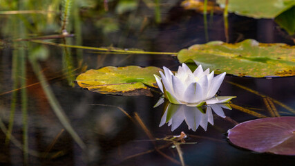 eine Seerose in einem kleinen Teich