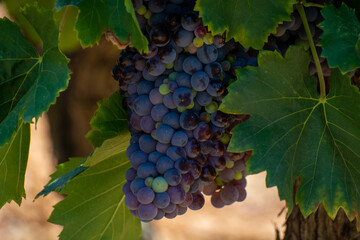 Fototapeta premium Vineyards of AOC Luberon mountains near Apt with old grapes trunks growing on red clay soil