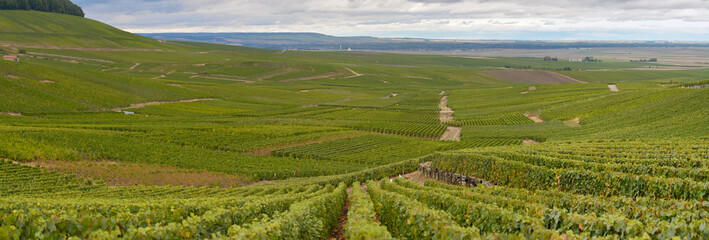 Landscape with green grand cru vineyards near Epernay, region Champagne, France in rainy day....