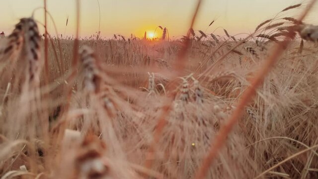 ears of wheat on the field during sunset. agriculture wheat harvest agribusiness concept. walking in a large wheat field. large harvest of wheat in summer on lifestyle the field landscape