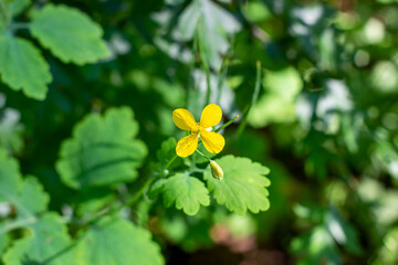 Fresh yellow celandine (Chelidonium major) wild flowes in the forest in spring season on green leaves background.