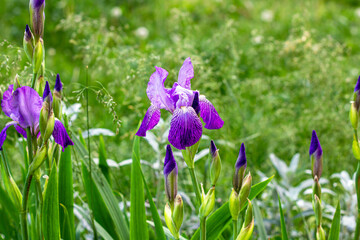Bright purple, white, blue and violet blooming Iris xiphium (Bulbous iris, sibirica) flowers on green leaves and grass background in the garden in spring and summer.