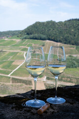 Tasting of white or jaune Jura wine on vineyards near Chateau-Chalon village in Jura region, France