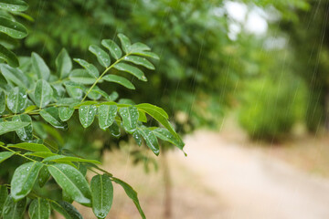 Green leaves in park during rain, closeup. Space for text