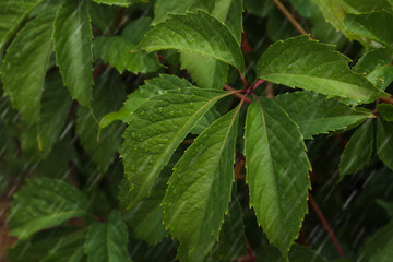 Green leaves with water drops during rain, closeup