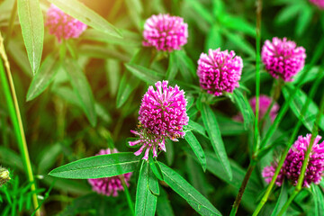 Close up of wild blossoming pink and red clover (Trifolium pratense) flower on green leaves background on meadow in summer. Soft selective focus fotography.