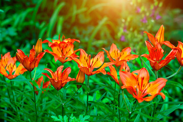 Bright orange lilly flower on green leaves in the garden in spring and summer.