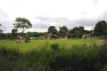 Zoo Leipzig, Giraffen auf der Afrika-Anlage - obrazy, fototapety, plakaty