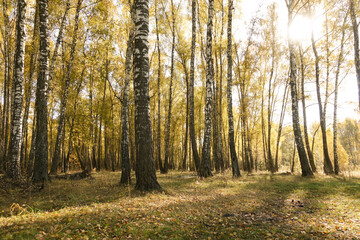Obraz premium Sunset in an autumn birch grove with golden leaves and sunrays cutting through the trees on a sunny evening during the fall.