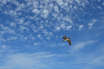 pelican 