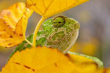 Close-up of green chameleon eye