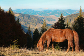 Brown horse grazing in mountains on sunny day. Beautiful pet