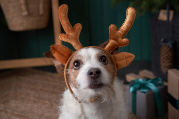 christmas dog in deer antlers. jack russell in a festive home interior. holidays with a pet near a new year tree - obrazy, fototapety, plakaty